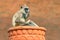 Common Langur, Semnopithecus entellus, monkey on the orange brick building, nature habitat, Sri Lanka. Urban wildlife. Monkey with
