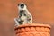 Common Langur, Semnopithecus entellus, monkey on the orange brick building, nature habitat, Sri Lanka. Urban wildlife. Monkey with