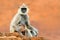 Common Langur, Semnopithecus entellus, monkey sitting in grass, nature habitat, Sri Lanka. Feeding scene with langur. Wildlife of