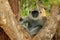 Common Langur, Semnopithecus entellus, monkey sitting in grass, nature habitat, Sri Lanka. Feeding scene with langur. Wildlife of