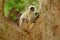 Common Langur, Semnopithecus entellus, portrait of monkey, nature habitat, Sri Lanka. Feeding scene with langur. Wildlife of India