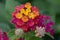 Common Lantana camara, golden yellow, orange and pinkish red flowers