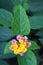 Common lantana flowers