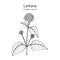 Common lantana Lantana camara , medicinal plant