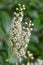 Common laurel Prunus laurocerasus, close-up flowers