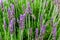 Common lavender flowers Lavandula angustifolia