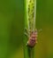 common leaf weevil