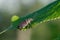 Common leaf weevil Phyllobius pyri snout beetle on plant