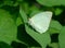 Common or Lemon Emigrant Catopsilia pomona Butterfly Isolated