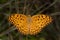 Common Leopard Butterfly