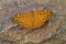 Common Leopard butterfly with open wings resting on rock