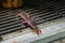 Common leopard gecko, ground dwelling lizard, predator hunt for worm prey, terrarium sale of captive