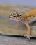 Common Leopard gecko portrait