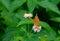Common Leopard Phalanta phalantha Butterfly on Lantana Flower