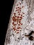 Common Lichen