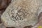 Common Lichen Texture