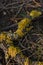 Common lichen on tree branch, forest background. Flora, ecosystem, environment concept