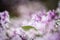 Common lilac blossom dreamy flowers with leaf