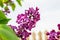 Common lilac flower Syringa vulgaris in bright sunlight, with a blurry picket fence in the background.