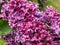 Common Lilac (Syringa vulgaris) \\\'Andenken an Ludwig Spath\\\' blooming with slender panicles