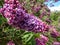 Common Lilac (Syringa vulgaris) \\\'Andenken an Ludwig Spath\\\' blooming with slender panicles