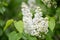 Common lilac Syringa vulgaris Madame Lemoine, white, double flowers