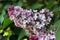 Common lilac, Syringa vulgaris with pink flovers