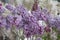 Common lilac, Syringa vulgaris Sensation, panicle of white lined purple flowers