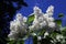 Common lilac, Syringa vulgaris with white flovers