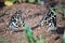 The Common Lime butterflies on the mud puddles