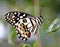 Common Lime Butterfly