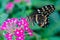 Common Lime butterfly feeding on pentas lanceolata