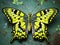 Common Lime Butterfly  Made With Generative AI illustration