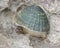 Common Limpet (Patella vulgata) on shore with foot exposed