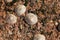 Common limpet snails Patella vulgata