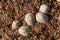 Common limpet snails Patella vulgata