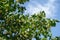 Common linden tree branches in bloom against blue sky in June