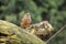 Common linnet