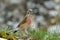 The Common Linnet (Carduelis cannabina)