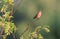 Common Linnet(Linaria canabina) perching