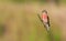 Common linnet, Linaria cannabina. In the early morning, the male sits on a branch, the sun beautifully illuminates the model