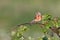 Common Linnet - Linaria cannabina perched on a bramble stem.