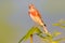 Common linnet, Linaria cannabina, small passerine bird sitting on green vegetation. Red linnet in the nature habitat, Czech Repub