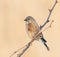 Common linnet, The male bird sits on a branch of thorny bushes on a beautiful background