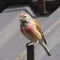 common linnet on top of a house roof