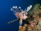 Common Lionfish against blue background