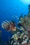 Common lionfish (Pterois miles)