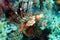 Common lionfish, Pterois volitans
