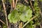Common liverwort, Marchantia polymorpha