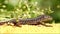 Common lizard